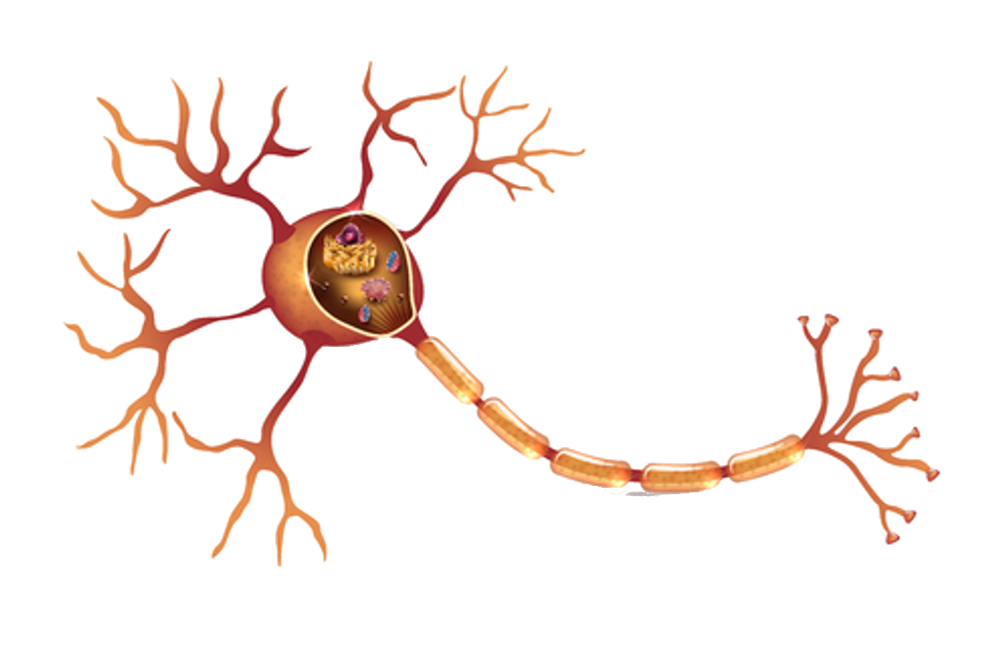 Nervenzelle